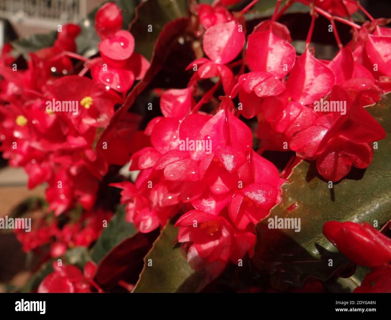 A close up shot of coral begonia flowers Stock Photo