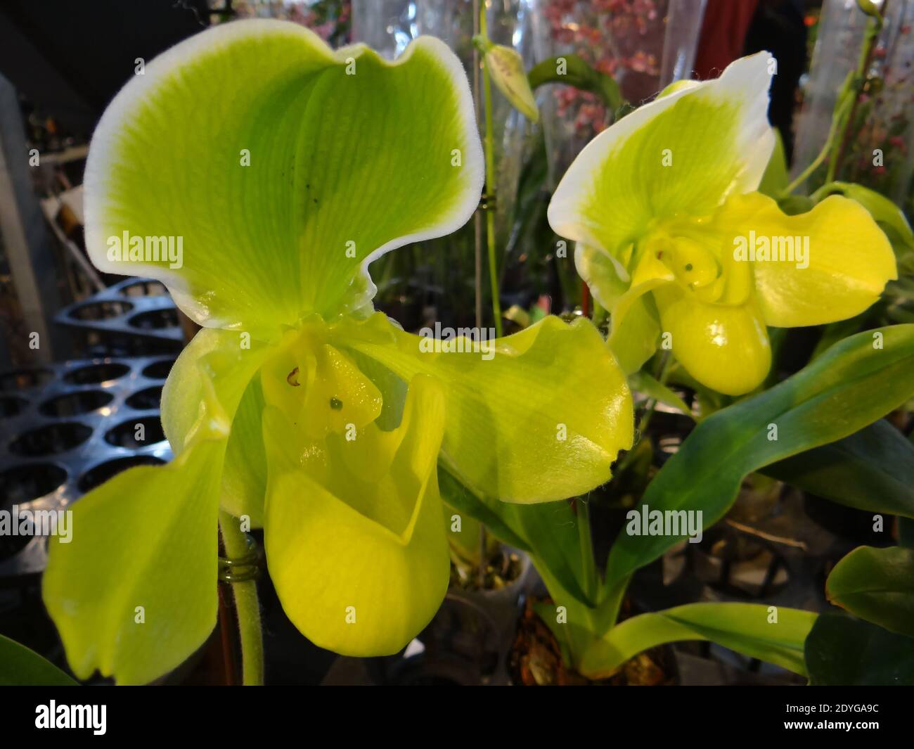 A close-up shot of green Paphiopedilum primulinum flowers growing in the garden Stock Photo
