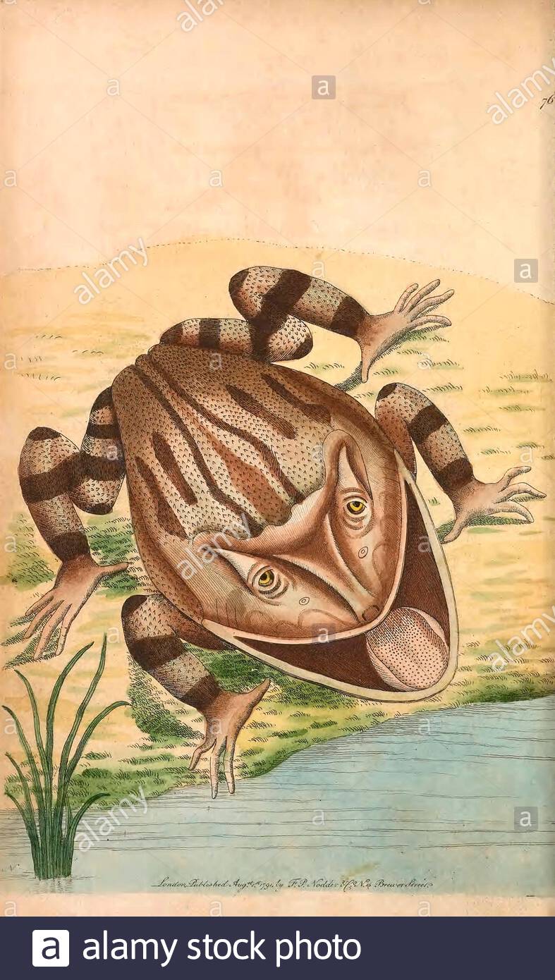 Horned frog (Ceratophrys cornuta), vintage illustration published in The Naturalist's Miscellany from 1789 Stock Photo