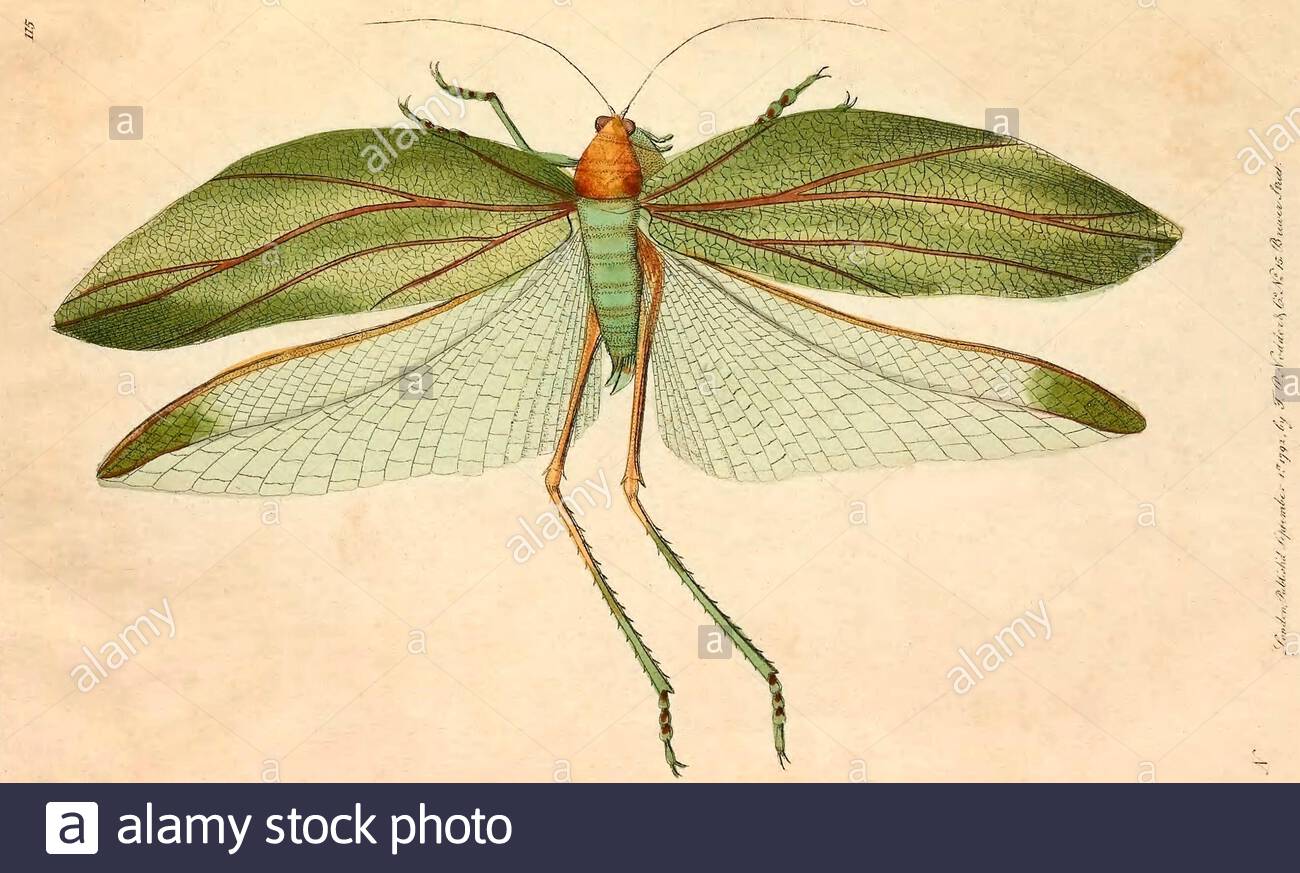 Katydid (Stilpnochlora laurifolia), vintage illustration published in The Naturalist's Miscellany from 1789 Stock Photo