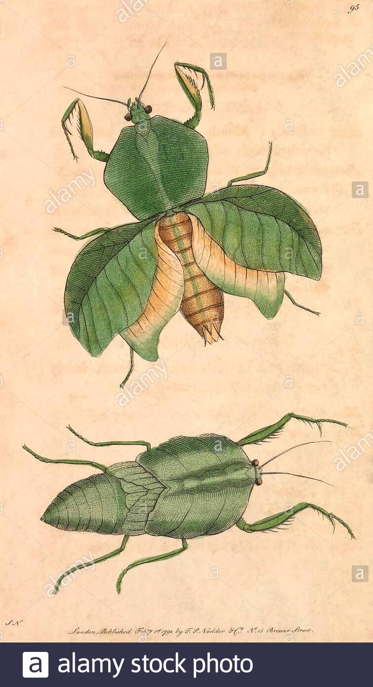 Leaf mantis (Choeradodis strumaria), vintage illustration published in The Naturalist's Miscellany from 1789 Stock Photo