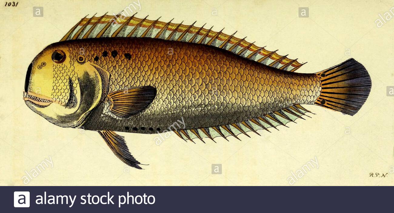 Five-finger wrasse (Iniistius pentadactylus), vintage illustration published in The Naturalist's Miscellany from 1789 Stock Photo