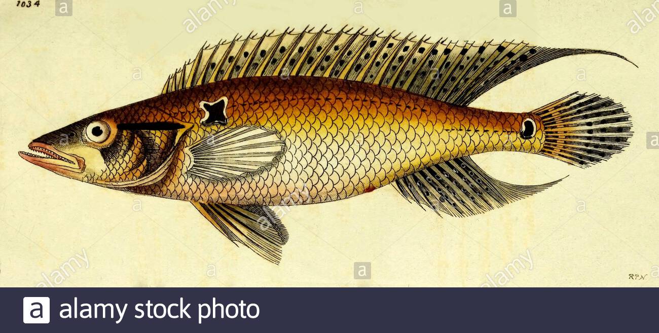 Ringtail pike cichlid (Crenicichla saxatilis), vintage illustration published in The Naturalist's Miscellany from 1789 Stock Photo