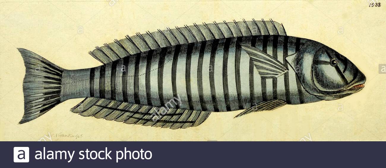 Ring wrasse (Hologymnosus annulatus), vintage illustration published in The Naturalist's Miscellany from 1789 Stock Photo