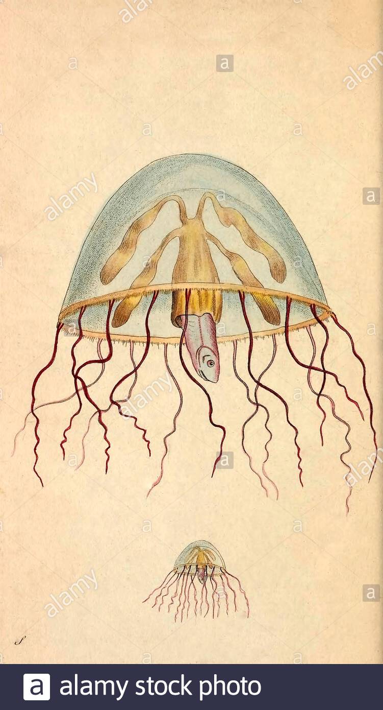 Moon jellyfish (Aurelia aurita), vintage illustration published in The Naturalist's Miscellany from 1789 Stock Photo
