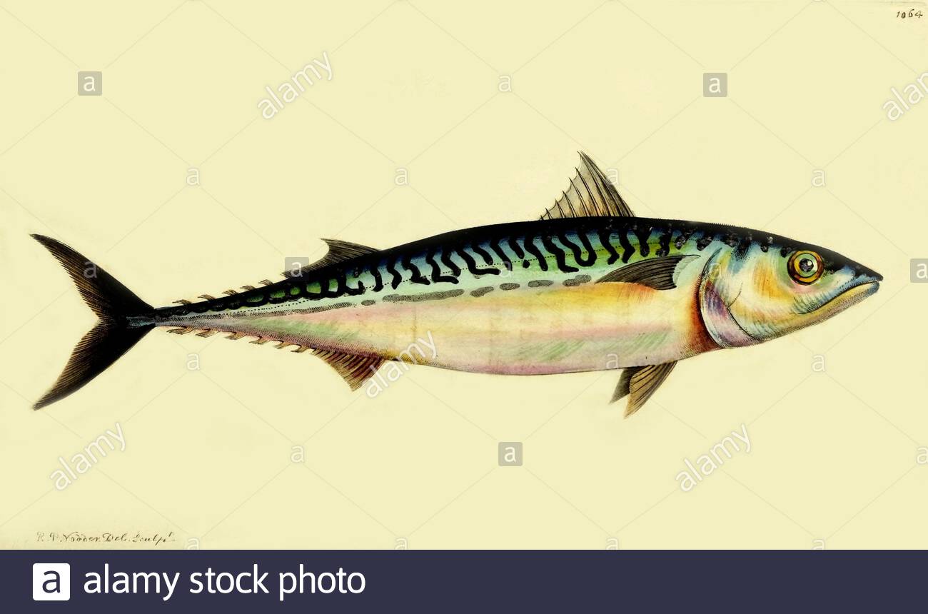 Atlantic mackerel (Scomber scombrus), vintage illustration published in The Naturalist's Miscellany from 1789 Stock Photo