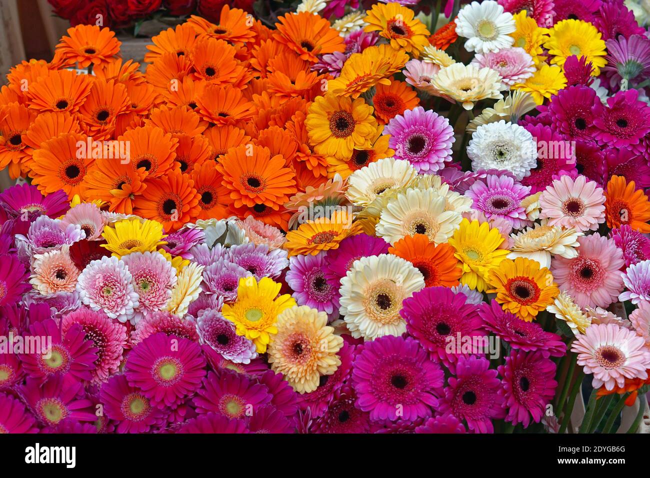 Colorful gerberas flowers transvaal daisy at market Stock Photo - Alamy