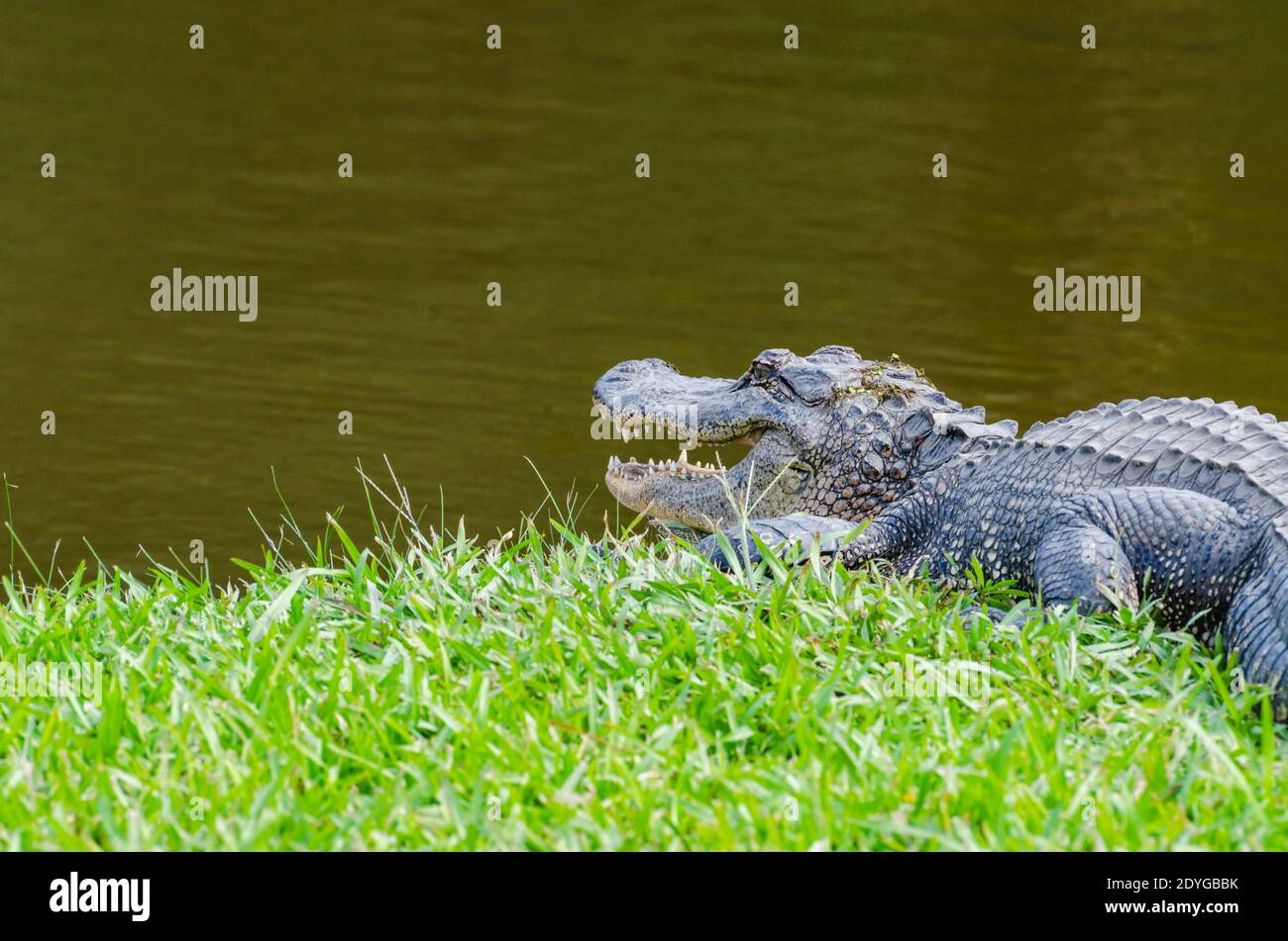American alligator on Avery Island, Louisiana, USA Stock Photo Alamy