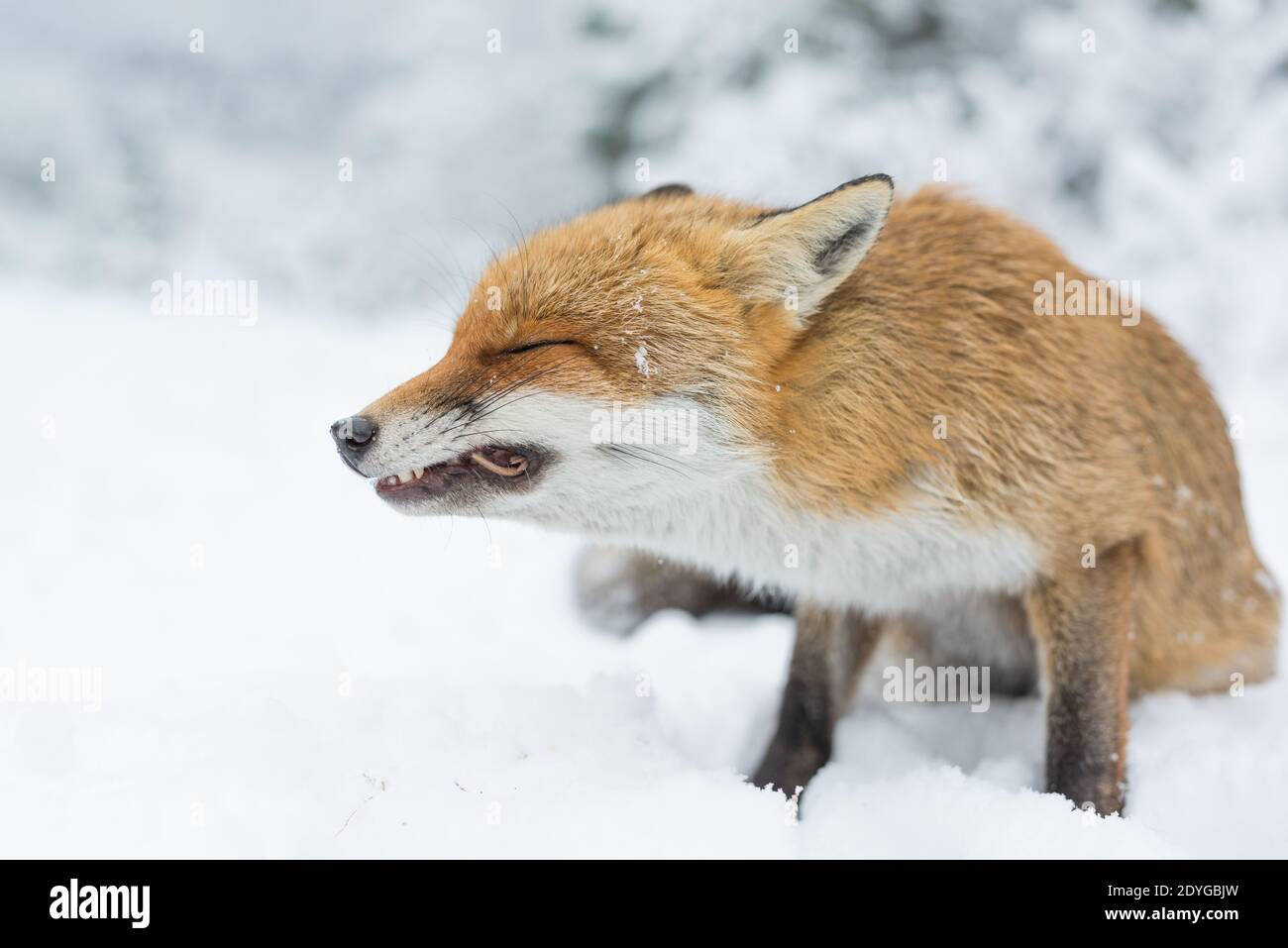 The winter and the fox. Stock Photo