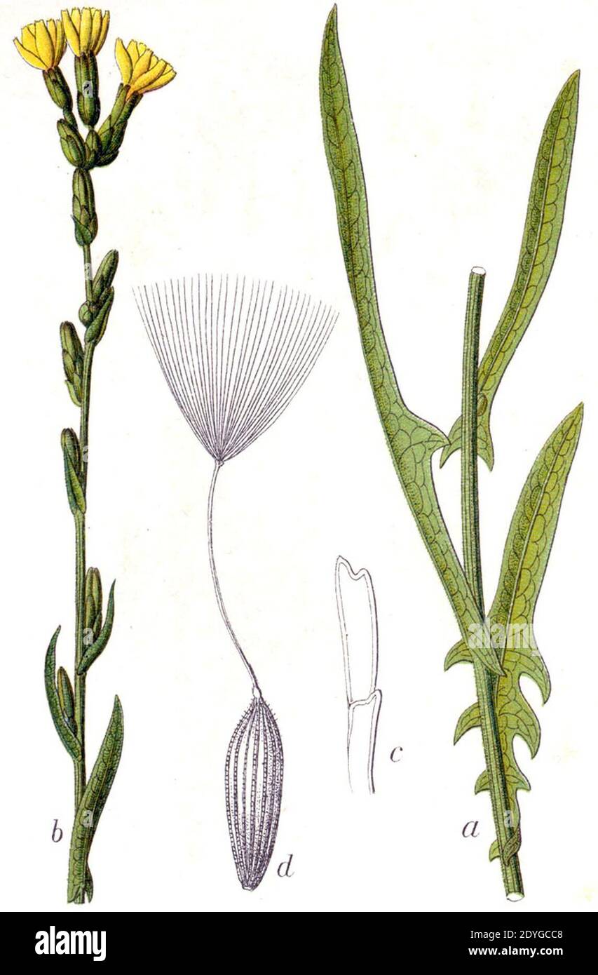 Lactuca saligna Sturm46. Stock Photo