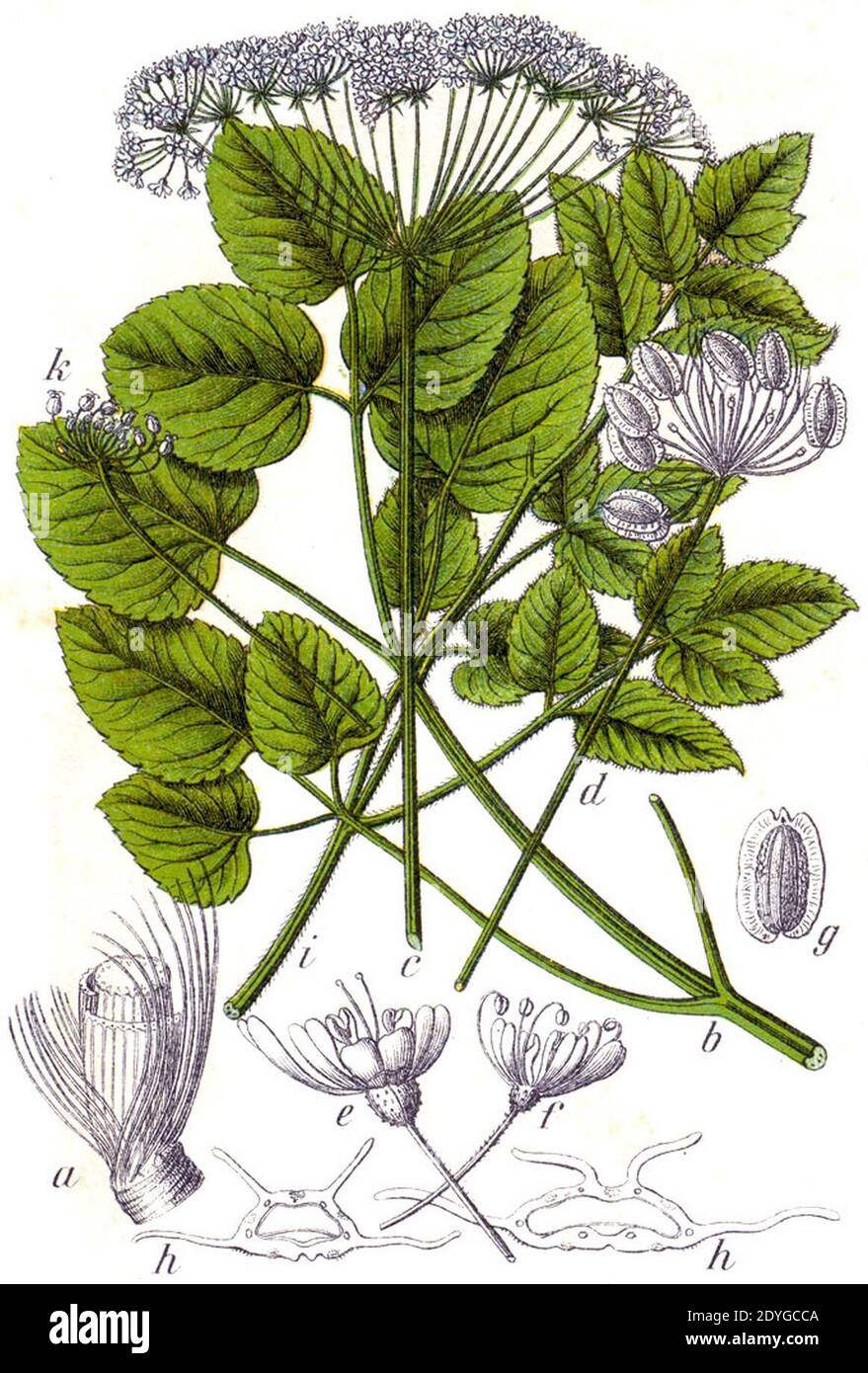 Laserpitium latifolium Sturm32. Stock Photo