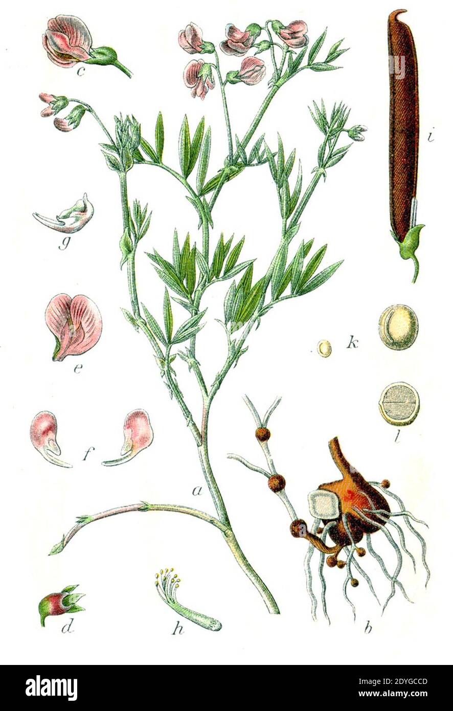 Lathyrus montanus Sturm18. Stock Photo