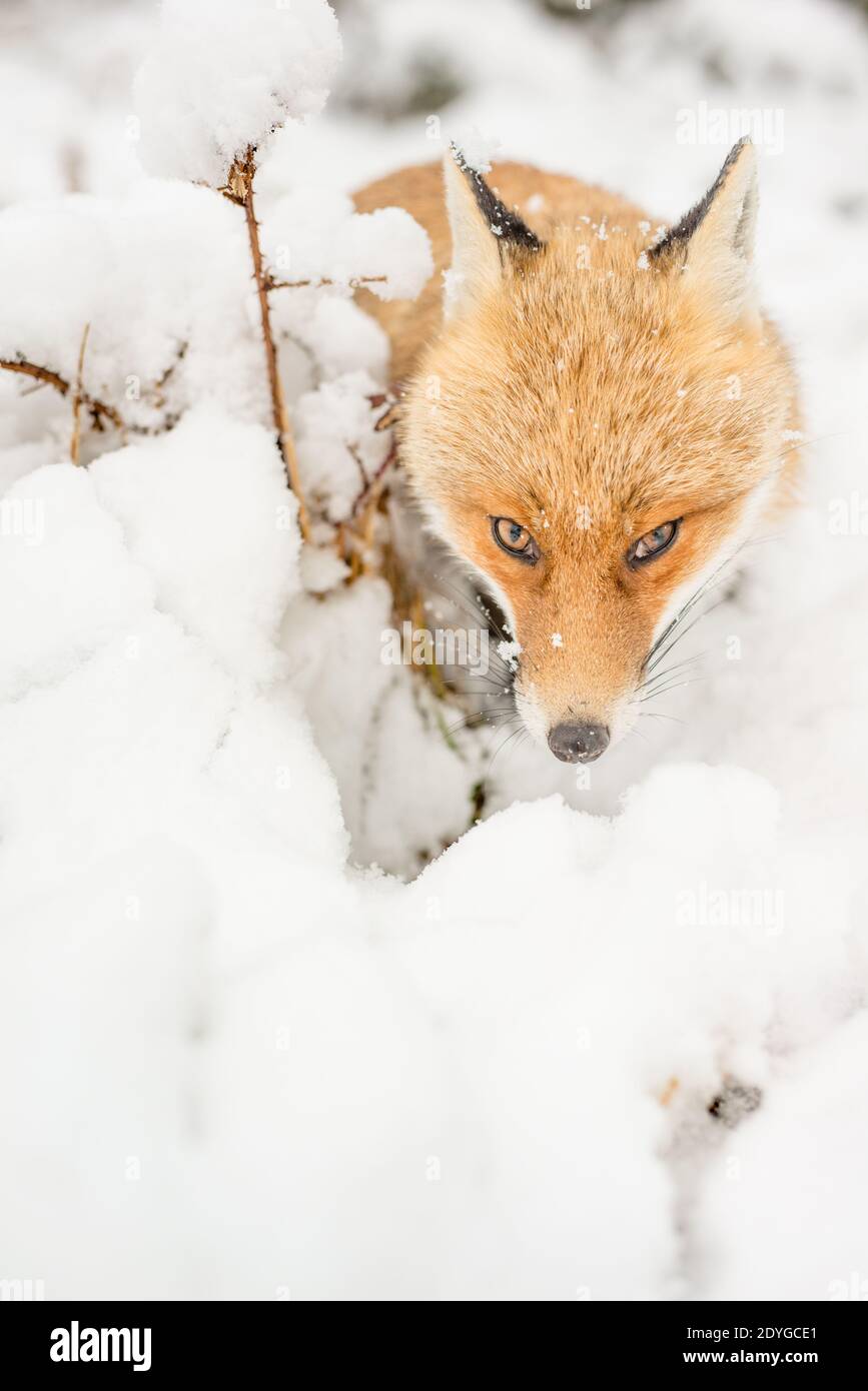 The winter and the fox. Stock Photo