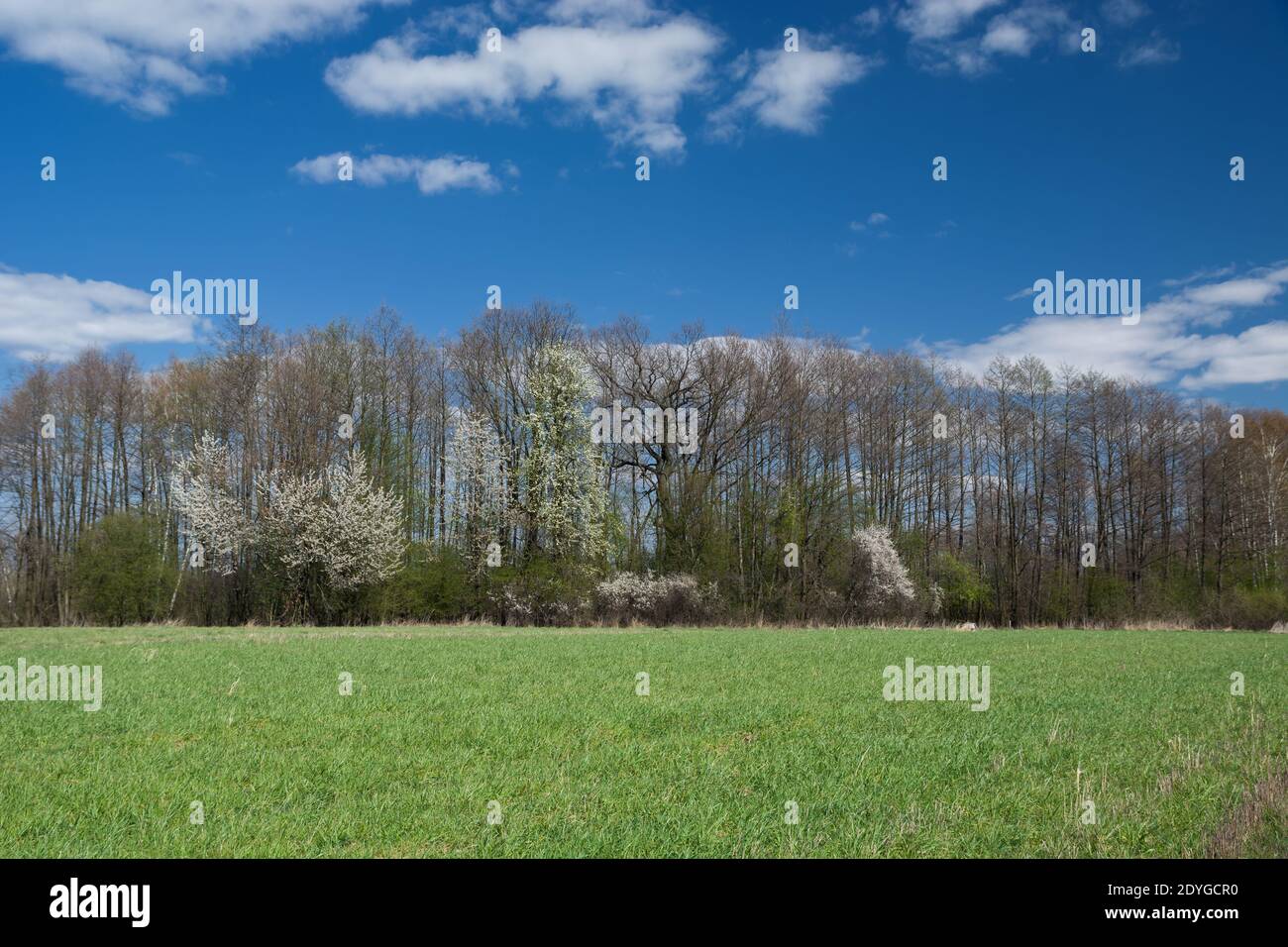 Landscape green grass forest hi-res stock photography and images - Alamy