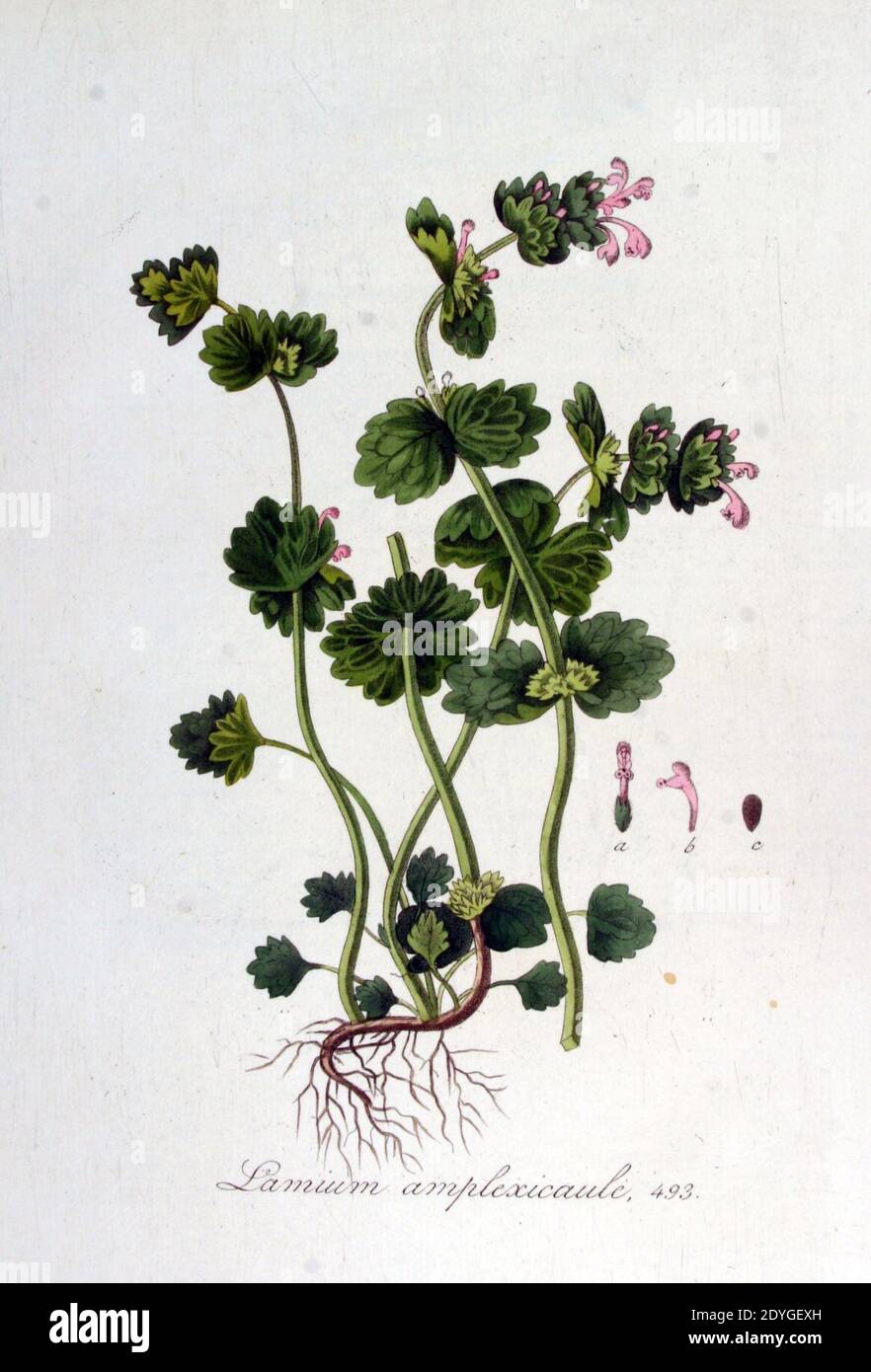 Lamium amplexicaule — Flora Batava — Volume v7. Stock Photo