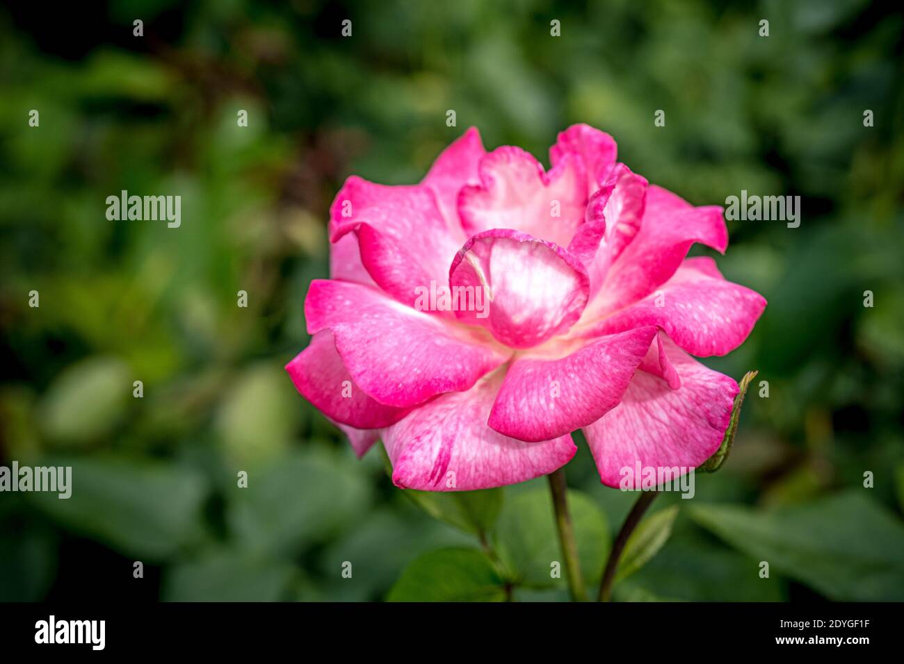 Pink rose as a natural and holidays background Stock Photo