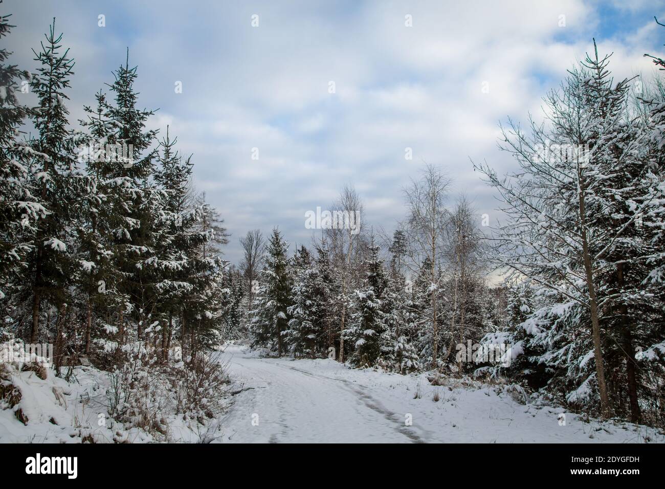 Trees covered in snow, winter landscape in the Waldviertel, Austria Stock Photo