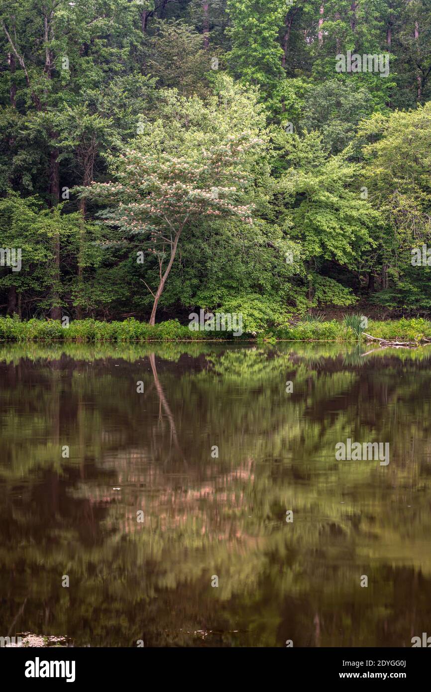 Serene pond reflecting forest hi-res stock photography and images - Alamy