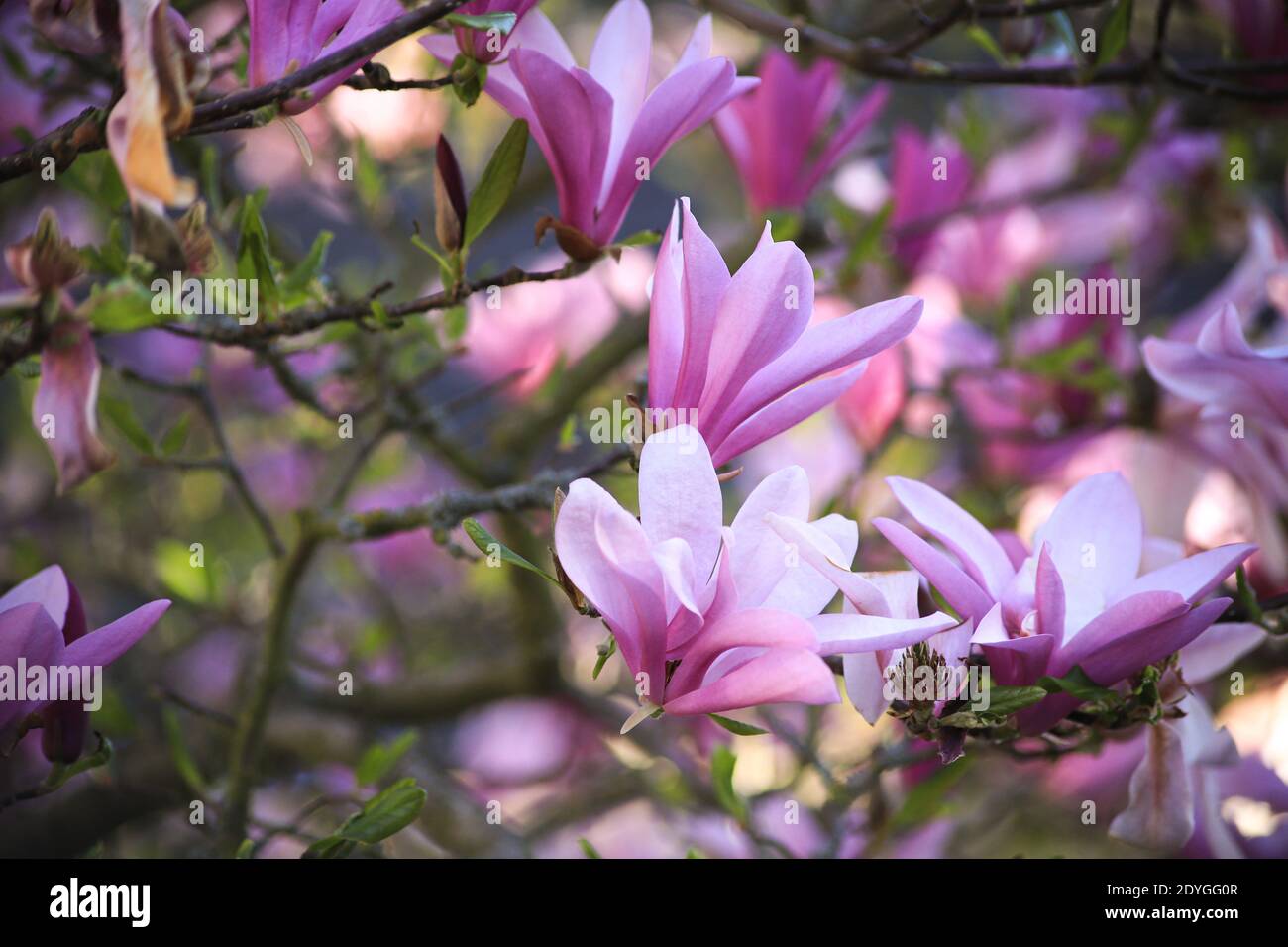 Beauty magnolia tree blossom hi-res stock photography and images - Alamy