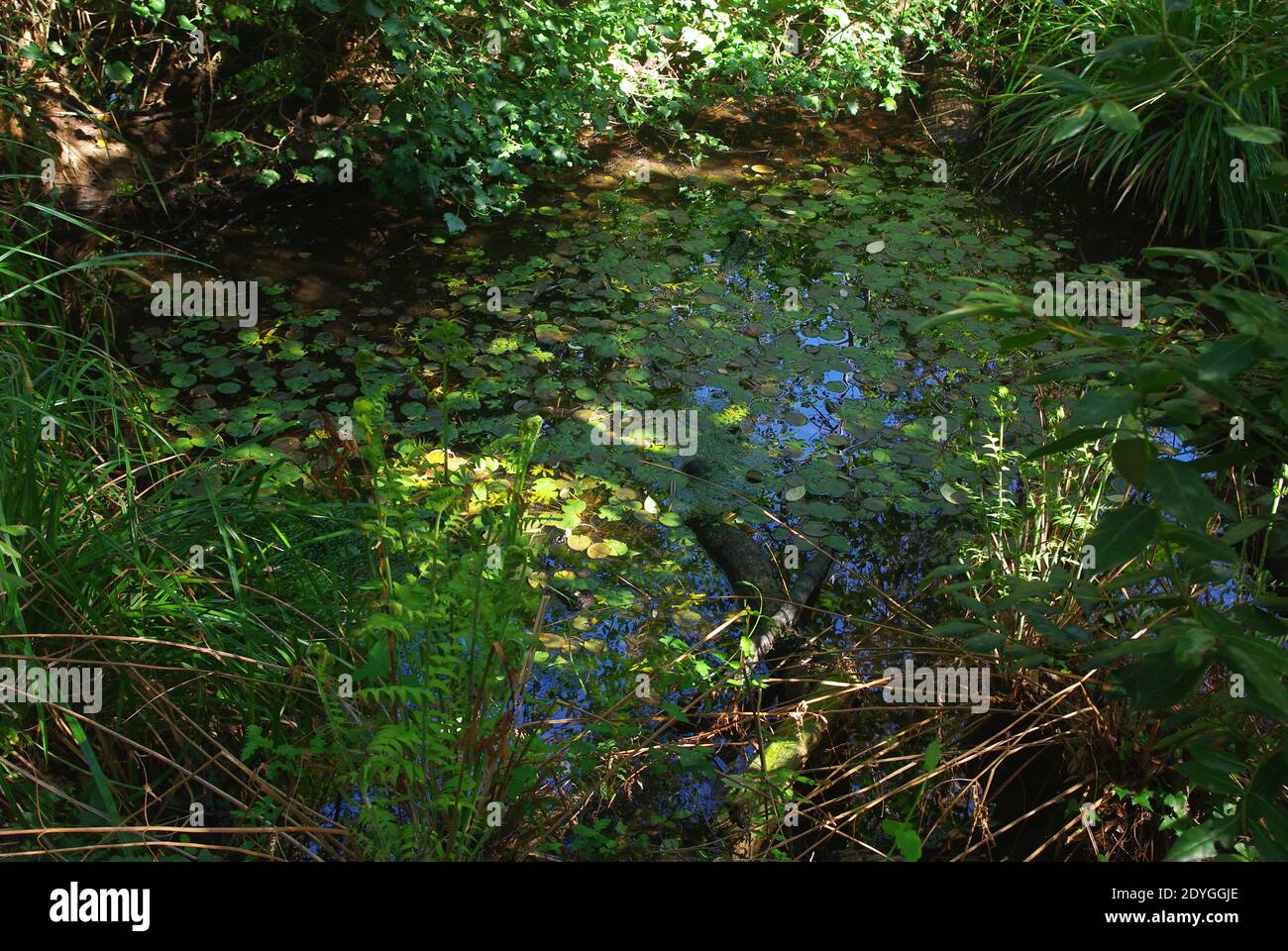 Natural pond with water lilies (Nymphaea sp.) Stock Photo
