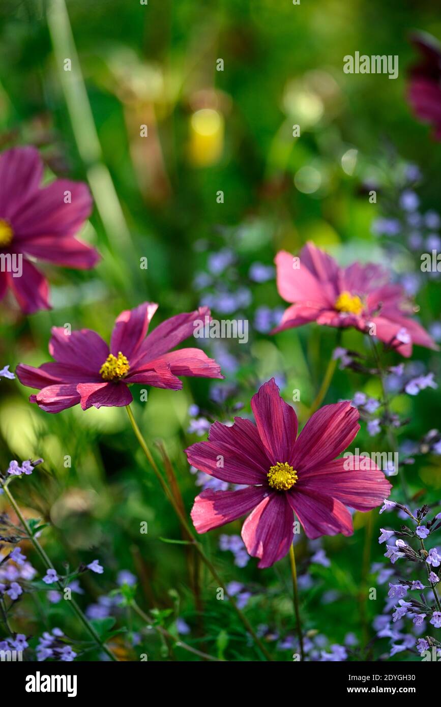 Cesto Di Gioielli Bianca Bellezza - Foto Gratis Su Pixabay - Pixabay - Foto 6