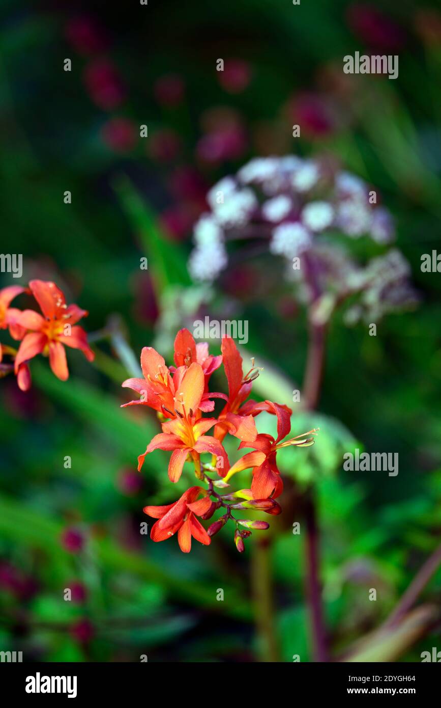 crocosmia emberglow, red orange flower,flowers,spike, spikes, flowers, flowering, corm, perennial, bloom, blooming, montbretia,RM Floral Stock Photo