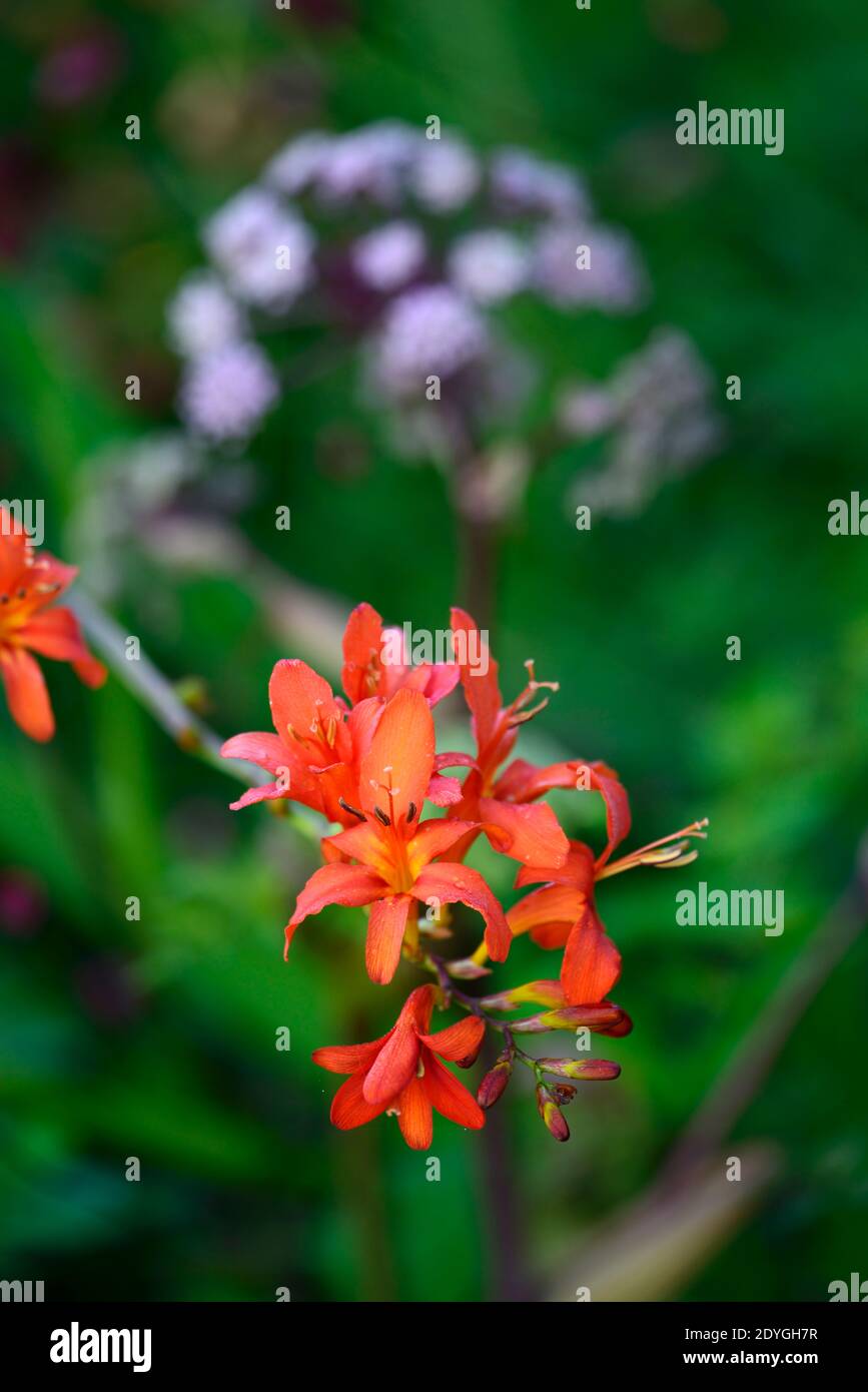 crocosmia emberglow, red orange flower,flowers,spike, spikes, flowers, flowering, corm, perennial, bloom, blooming, montbretia,RM Floral Stock Photo