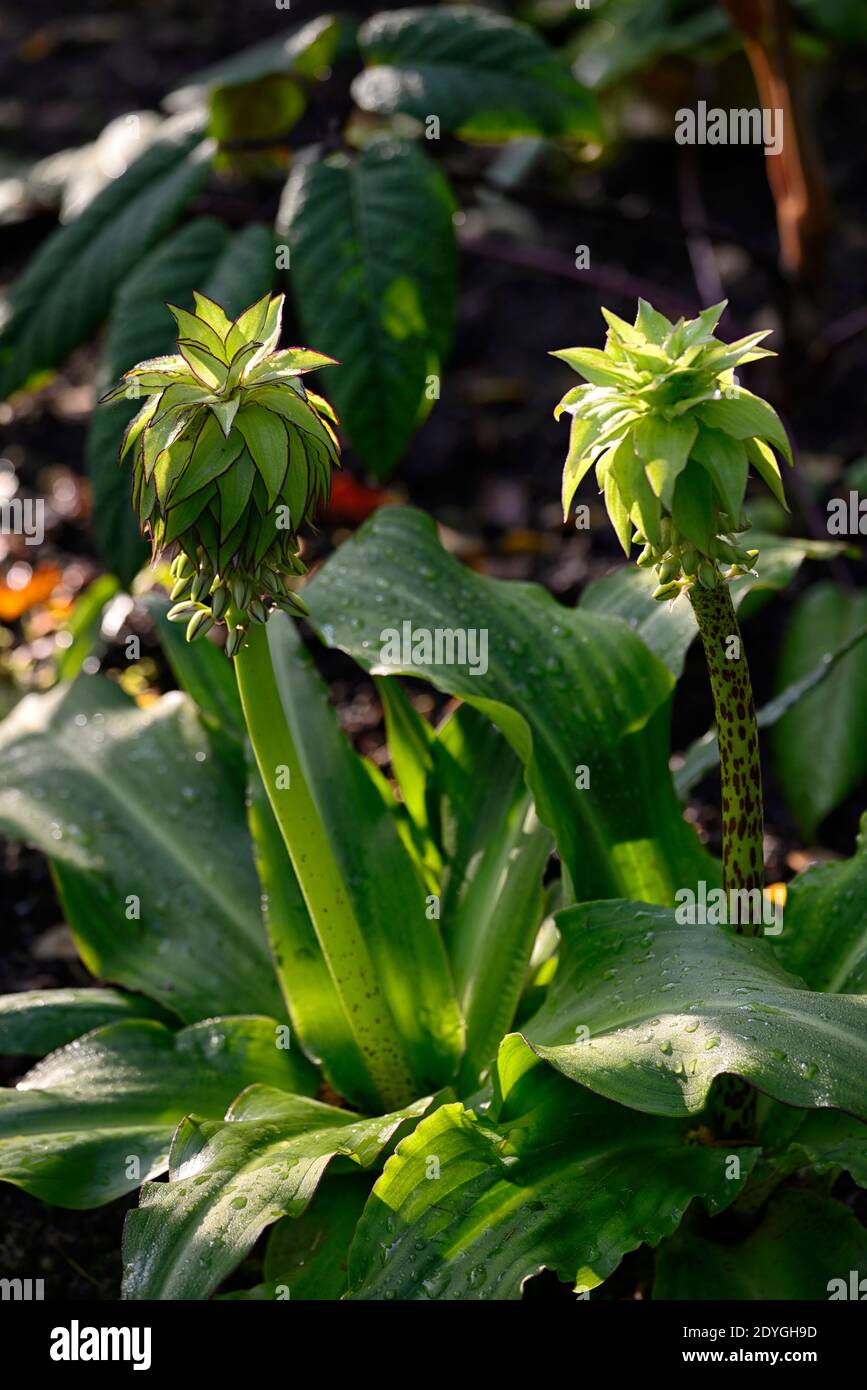 Eucomis bicolor,two-coloured pineapple lily,flower,flowerhead,leaves,foliage,rosette of leaves,leaf rosette,whorl,leaves,foliage,flower spike,spikes,R Stock Photo