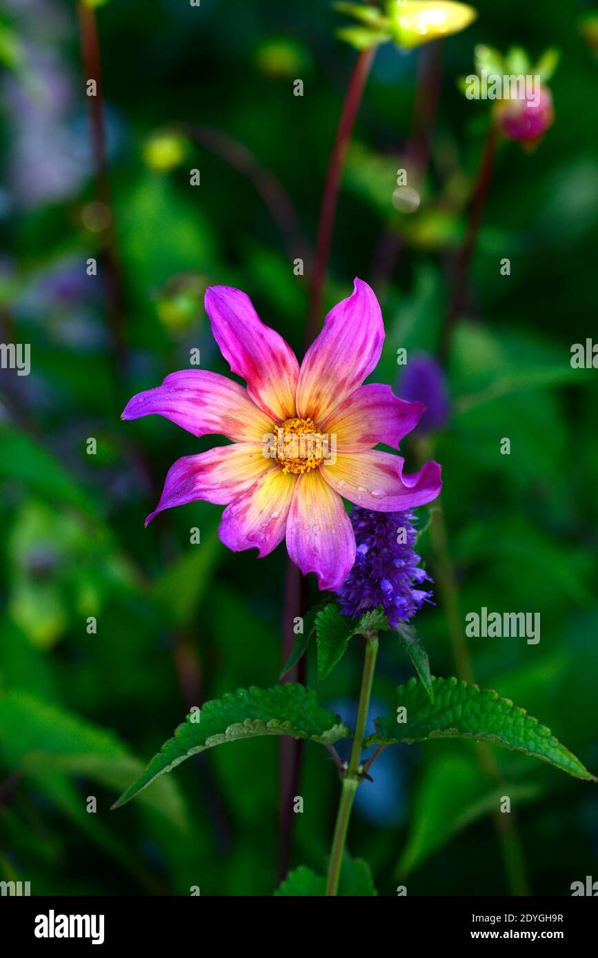 Dahlia Bright Eyes,purple pink yellow coloured,agastache black adder