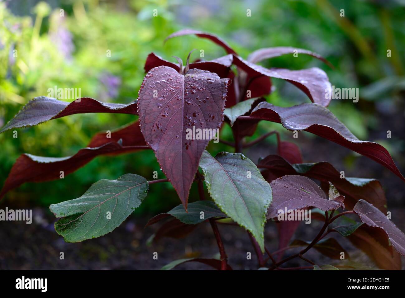 Populus deltoides Purple Tower,tree,leaves,foliage,pollard,pollarded,coppice,coppiced,tree,trees,shrub,shrubs,suitable for pollarding,rounded wine-red Stock Photo