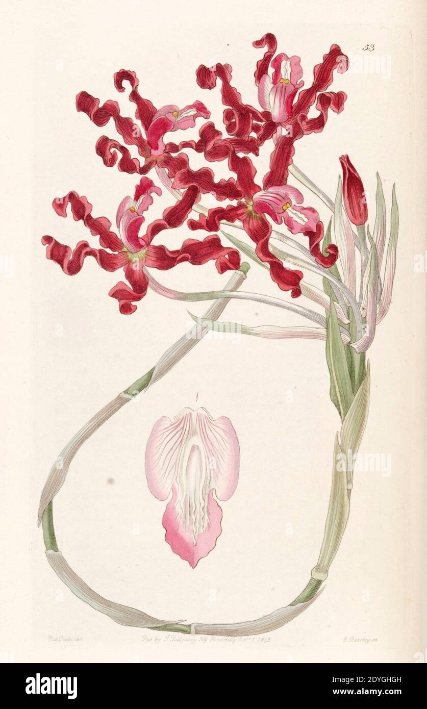 Laelia undulata (as Schomburgkia undulata) - Edwards vol 31 (NS 8) pl 53 (1845). Stock Photo