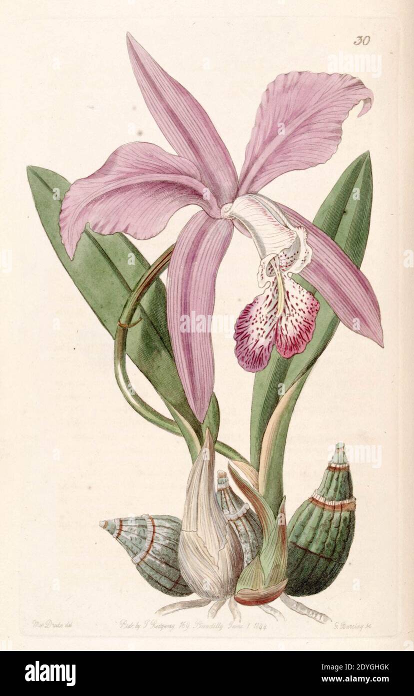 Laelia speciosa (as Laelia majalis) - Edwards vol 30 (NS 7) pl 30 (1844). Stock Photo