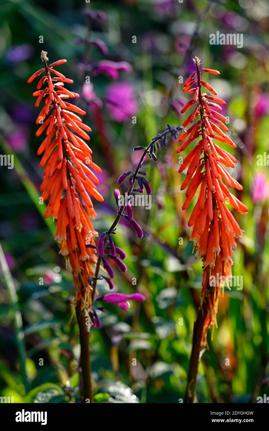 Burnt orange flowers hires stock photography and images Alamy