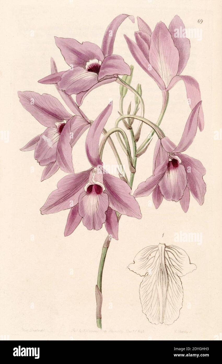 Laelia rubescens (as Laelia peduncularis) - Edwards vol 31 (NS 8) pl 69 (1845). Stock Photo