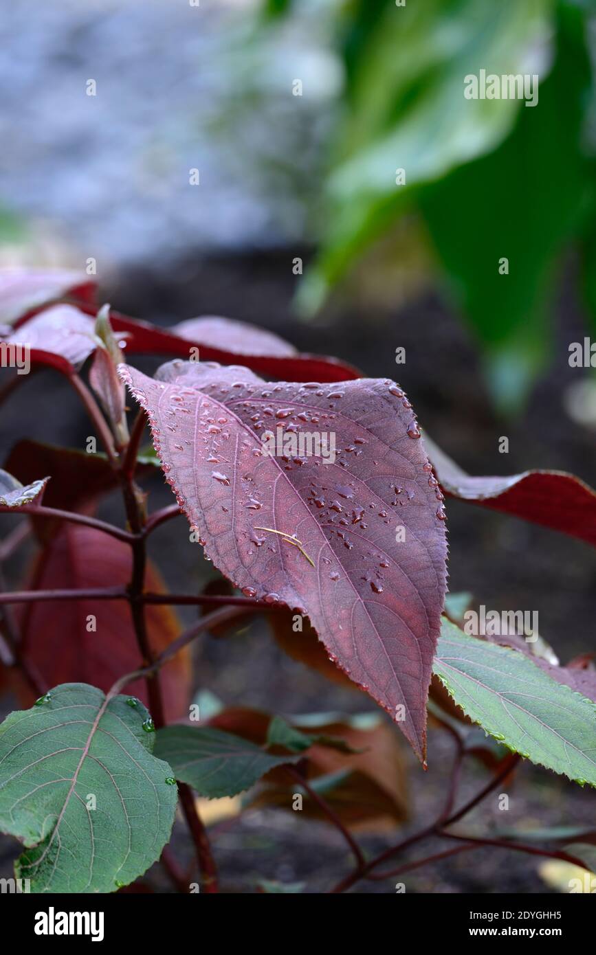 Populus deltoides Purple Tower,tree,leaves,foliage,pollard,pollarded,coppice,coppiced,tree,trees,shrub,shrubs,suitable for pollarding,rounded wine-red Stock Photo