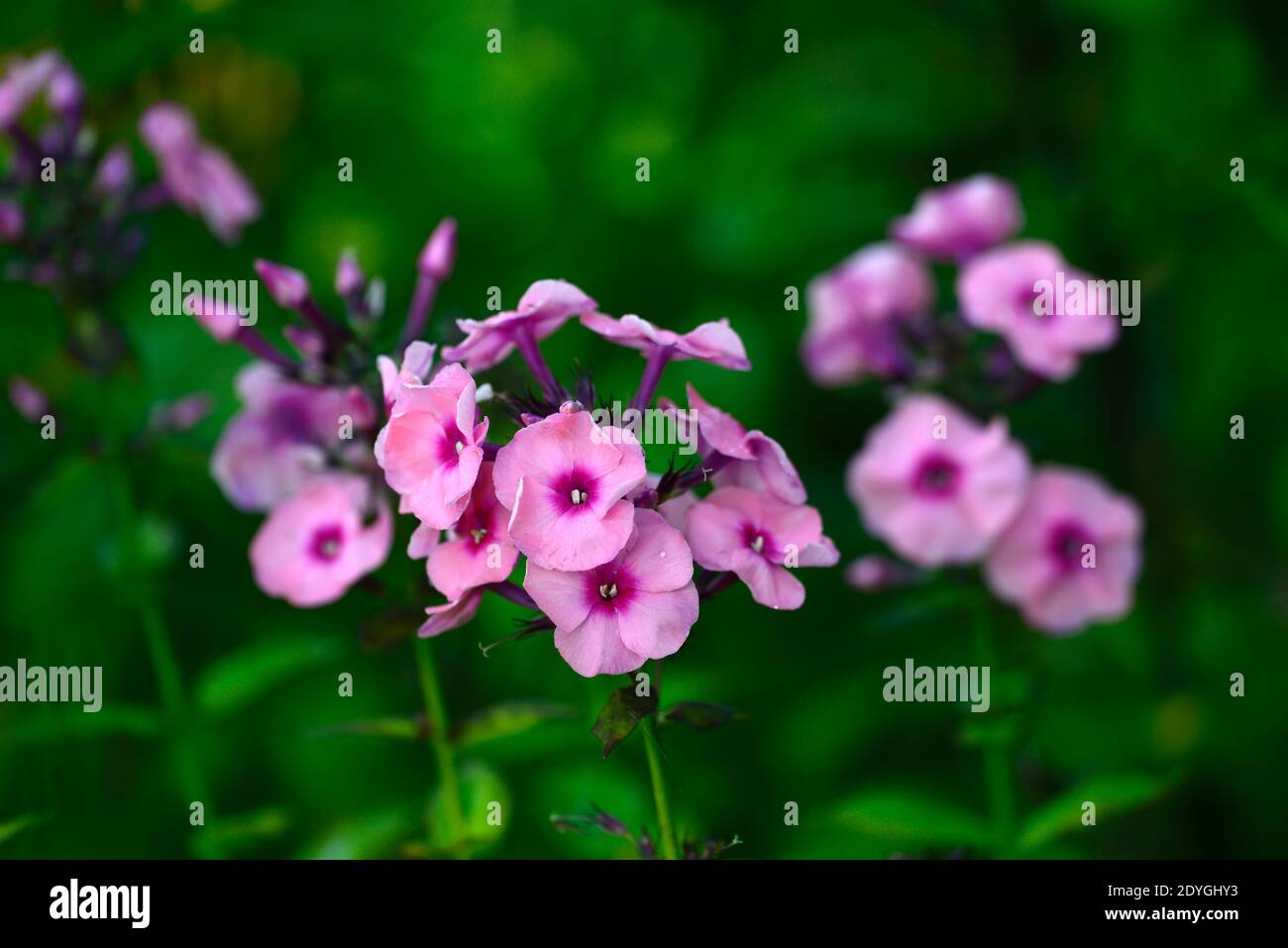 phlox paniculata bright eyes,pink and purple flower,flowers,flowering,RM Floral Stock Photo