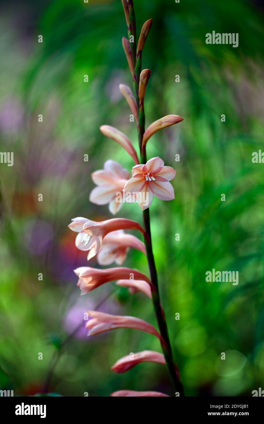 Watsonia,Bugle lily,orange,flower,flowers,flowering,spire,spires,spike,spikes,perennial,RM Floral Stock Photo