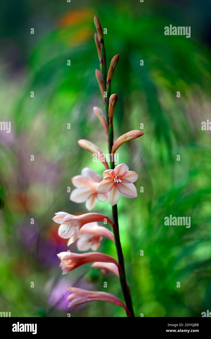 Watsonia,Bugle lily,orange,flower,flowers,flowerin,spire,spires,spike