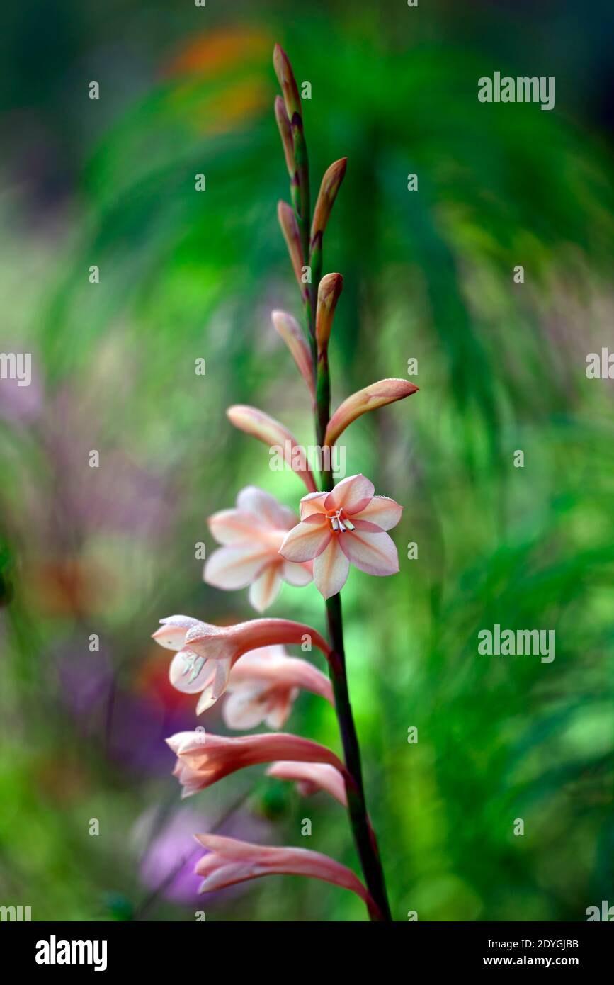 Watsonia,Bugle lily,orange,flower,flowers,flowerin,spire,spires,spike,spikes,perennial,RM Floral Stock Photo
