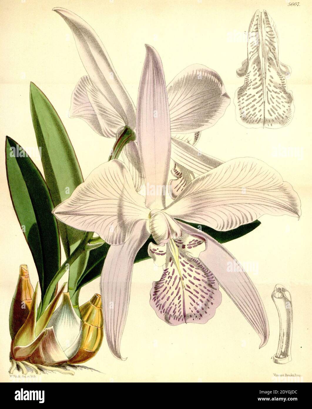 Laelia speciosa (as Laelia majalis) - Curtis' 93 (Ser. 3 no. 23) pl. 5667 (1867). Stock Photo