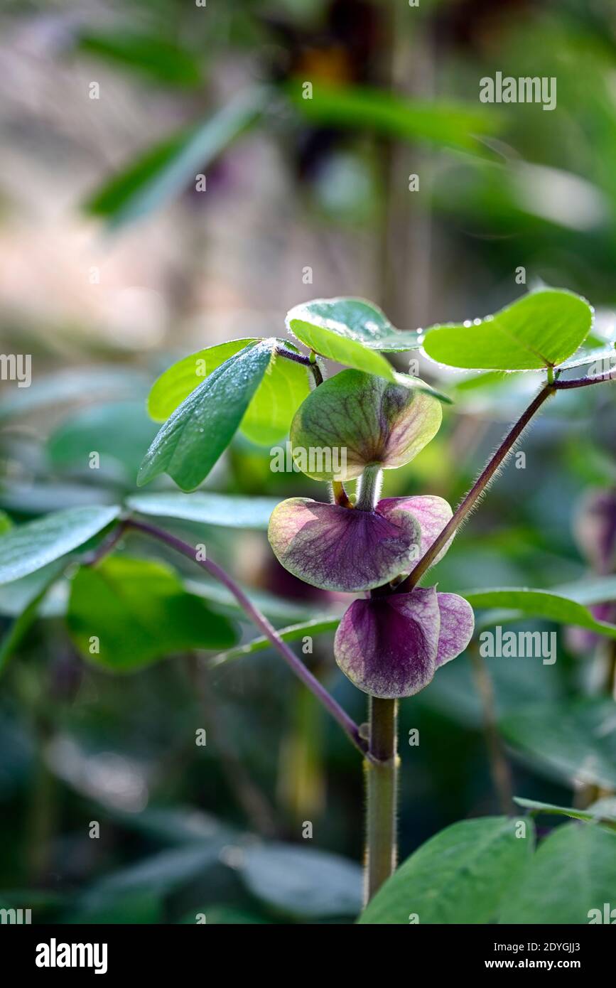 Amicia zygomeris,green leaves,foliage,yoke-leaved amicia,purple-veined stipules,heart shaped leaves,exotic plant,unusual,garden,gardens,RM Floral Stock Photo