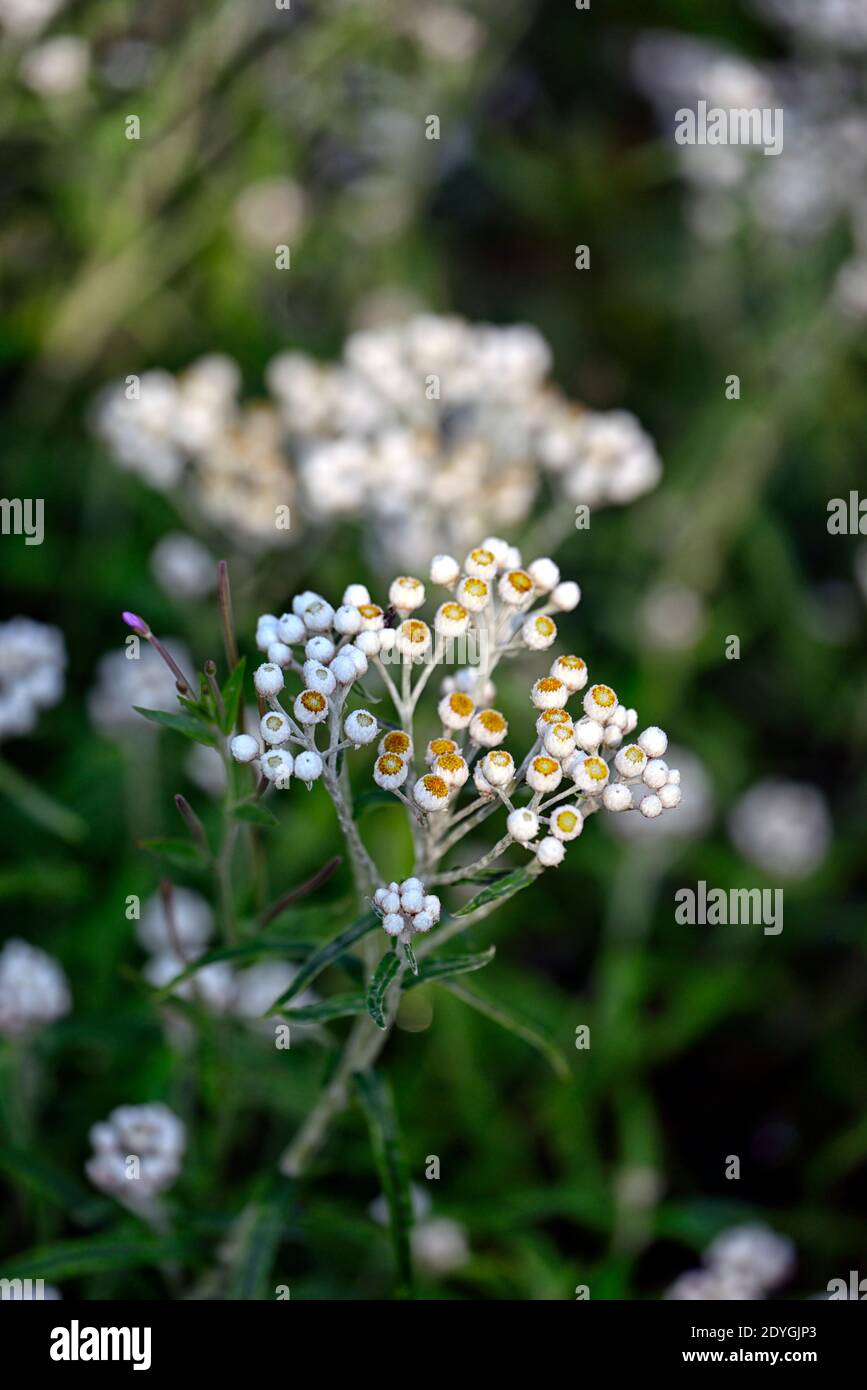 anaphalis triplinervis sommerschnee,white flowers,perennials,,everlasting Sommerschnee,white flower,flowering,perennials,RM floral Stock Photo
