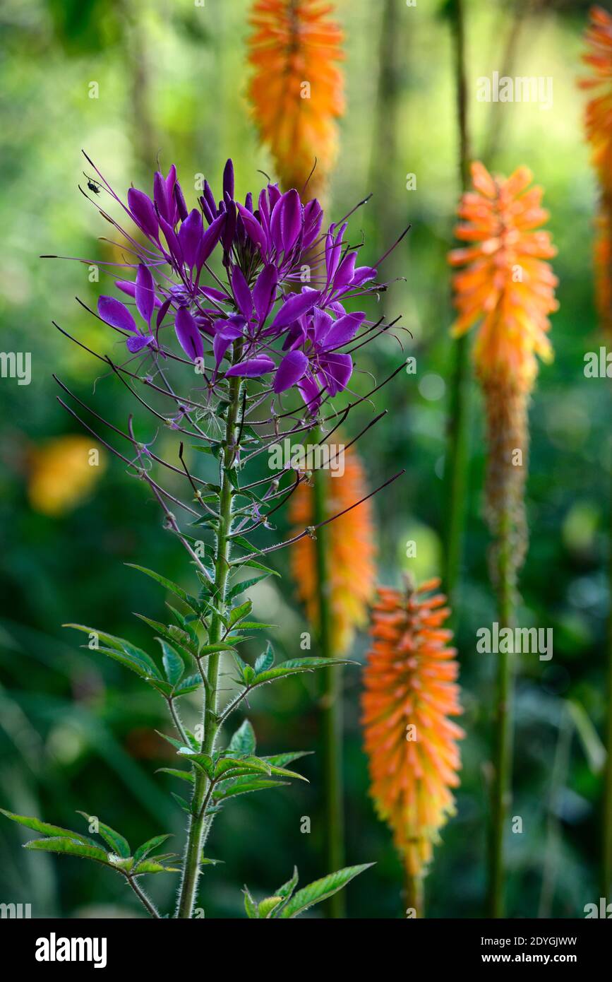 Cleome hassleriana Violet Queen,spider flower Violet Queen,violet flowers,flowering,half hardy annual,,kniphofia gladness,red hot poker gladness,yello Stock Photo