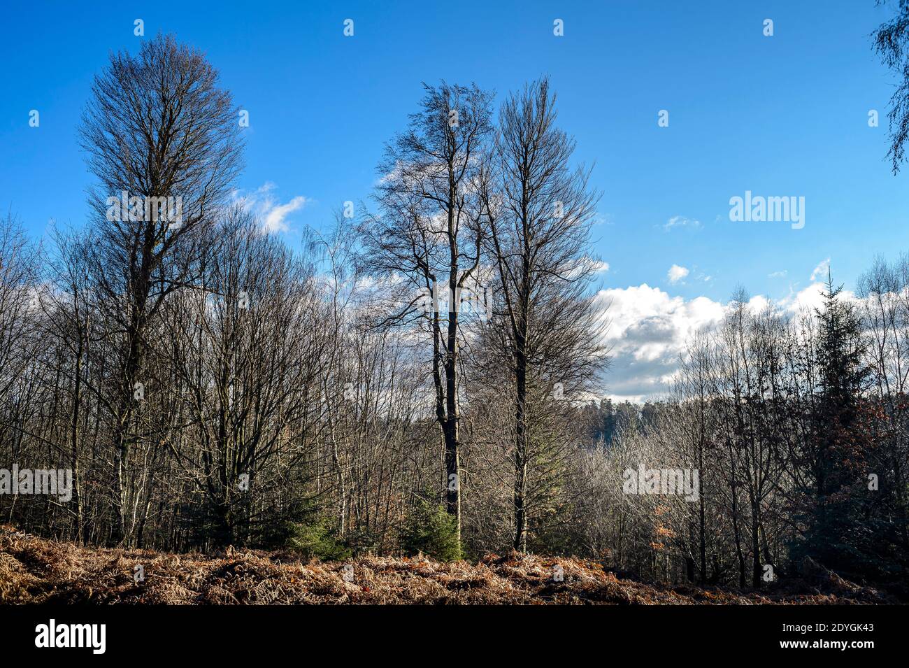Winter forest in the Vosges, France - The great beeches of the mountain forest have lost their foliage. Bare branches rise in the blue winter sky. Stock Photo