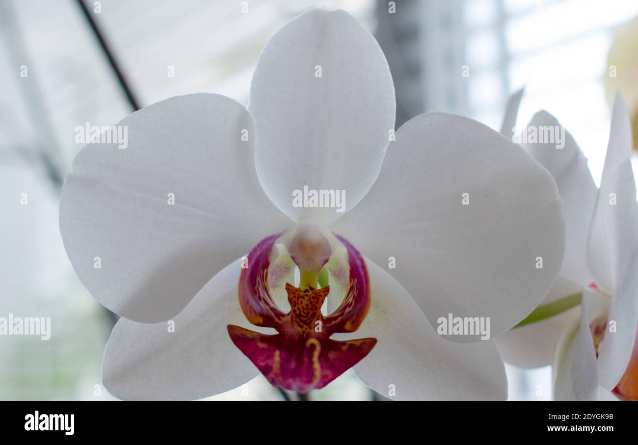 Colorful orchid phalaenopsis flower. Horizontal photo of the blossomed orchid flower. Stock Photo