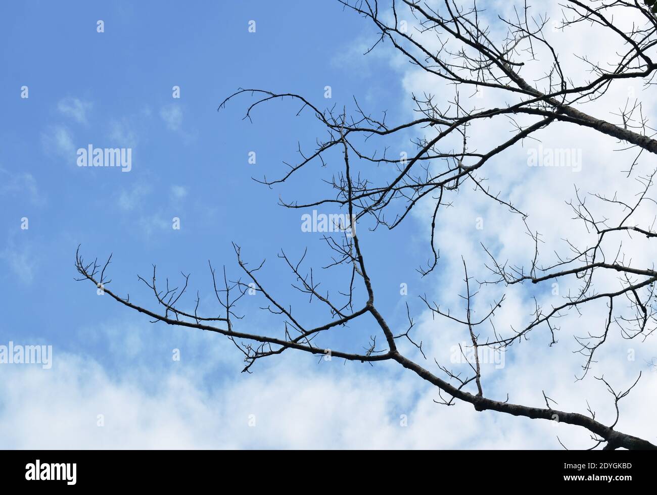 kapok tree shed leaves in the garden on sunny day Stock Photo Alamy
