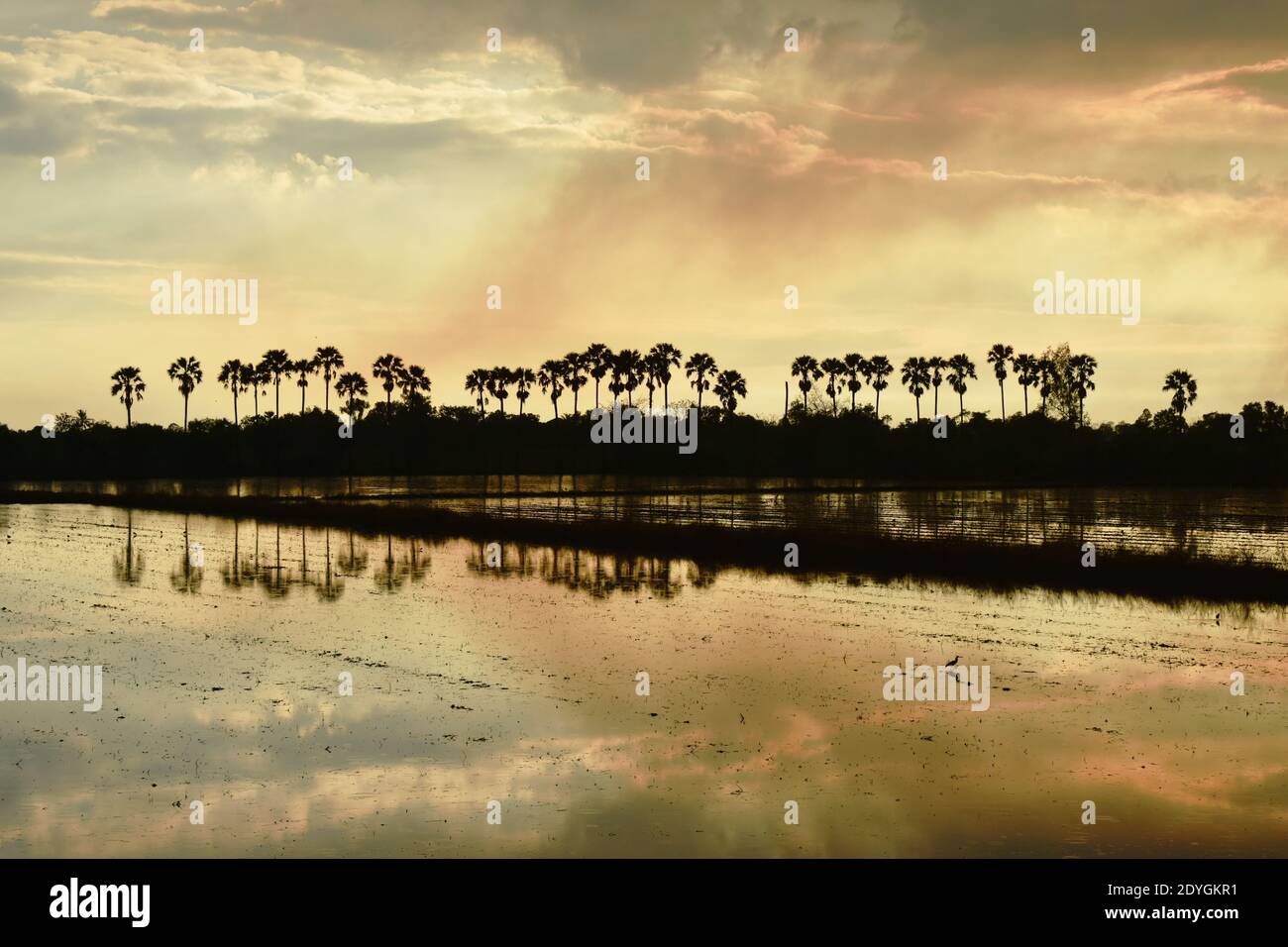 silhouette sugar palm tree on sunset sky in paddy field Stock Photo - Alamy