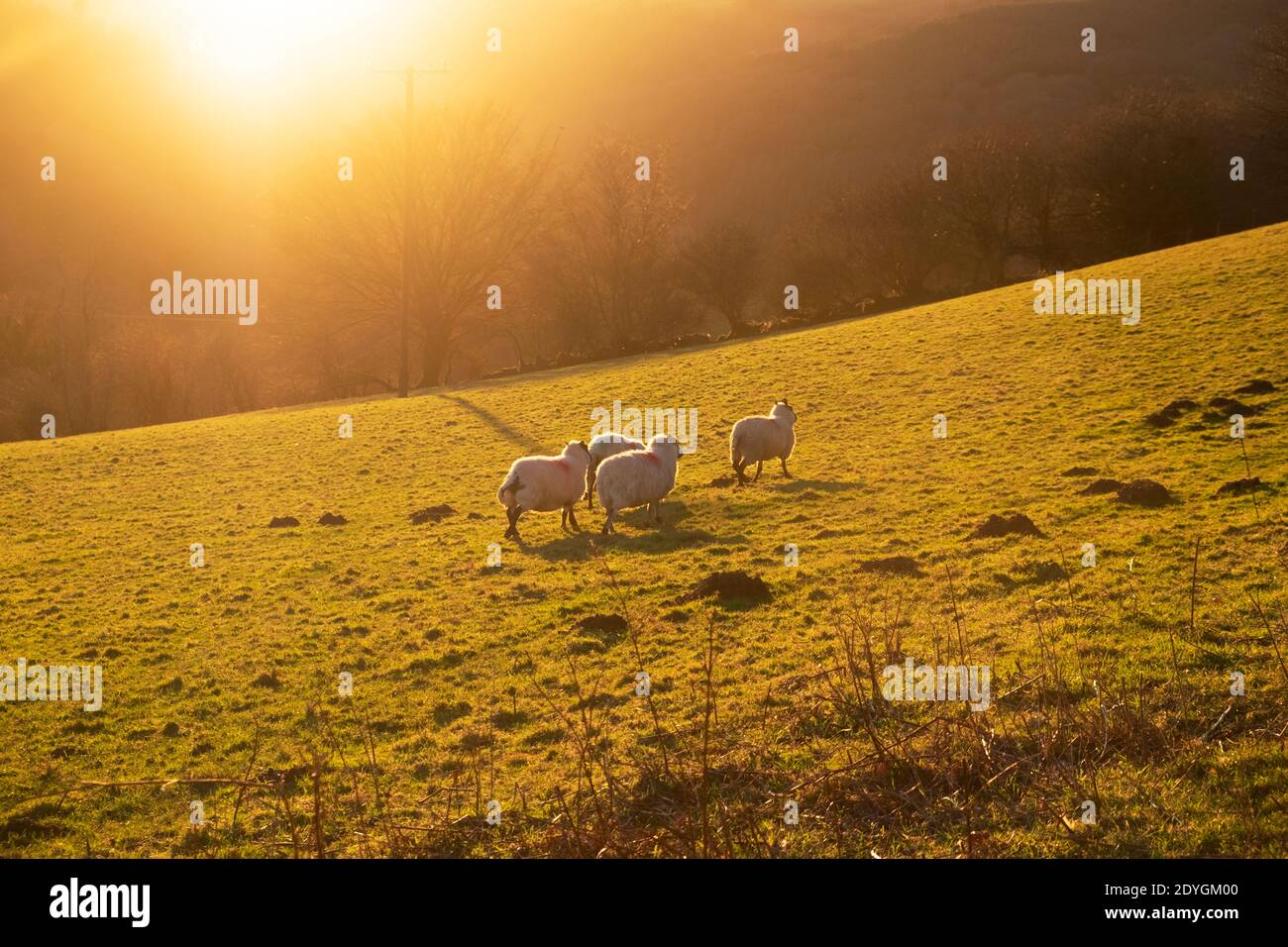 Welsh sheep in field with golden light at sunset evening landscape in winter December 2020 in Carmarthenshire Dyfed Wales UK    KATHY DEWITT Stock Photo