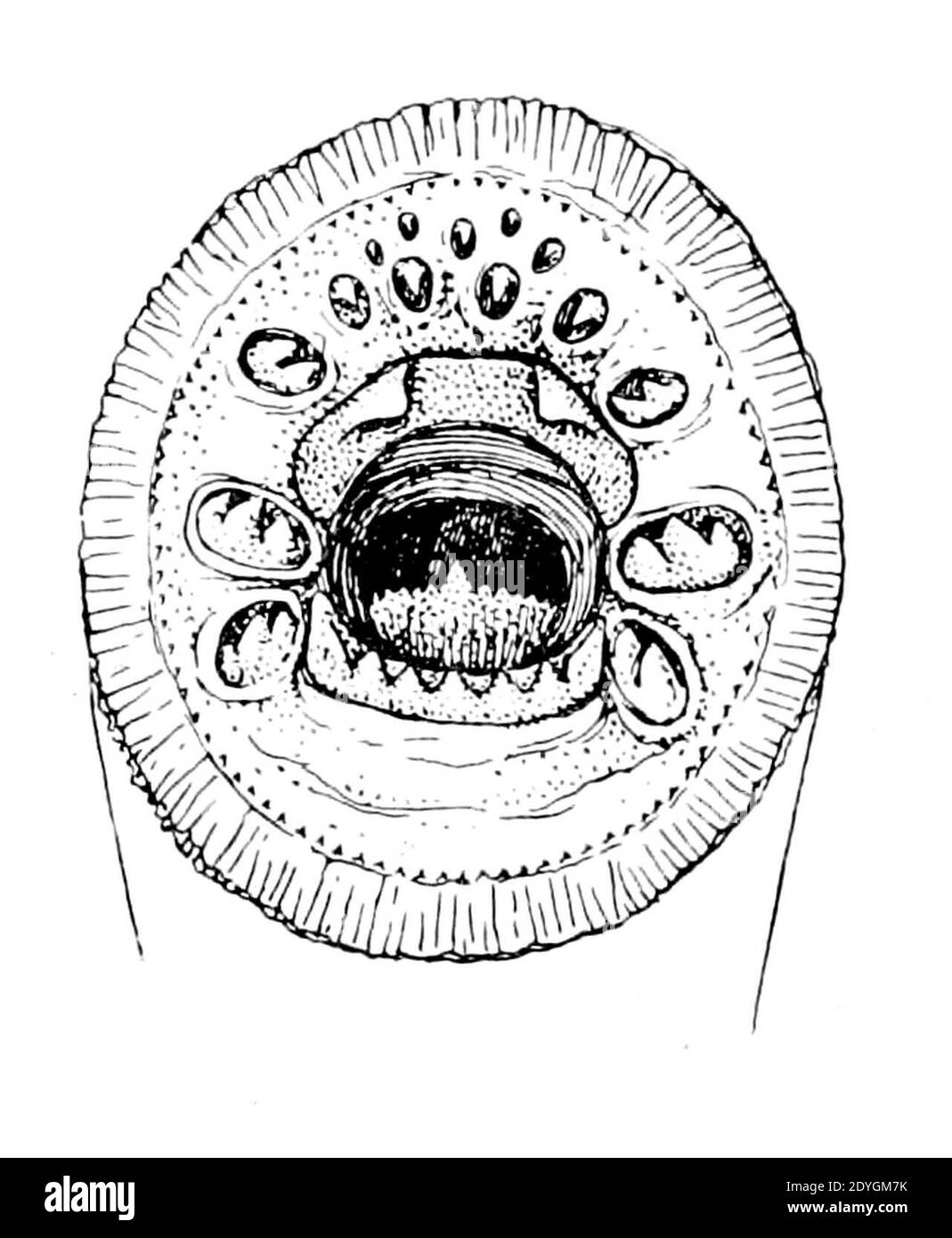 Lampetra fluviatilis mouth. Stock Photo