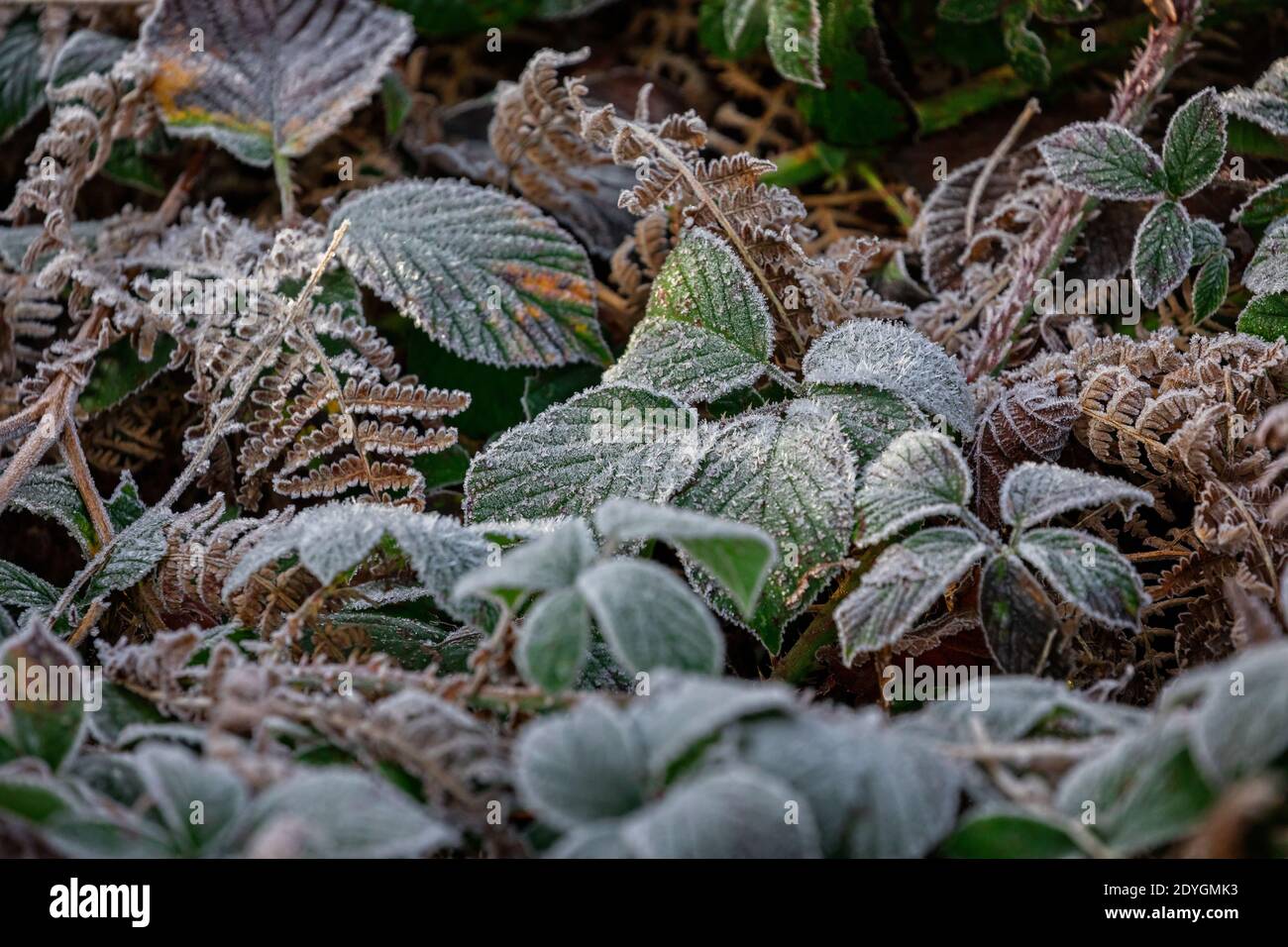 winter scene of heavy frost on green leaves and brown bracken - winter frost Stock Photo